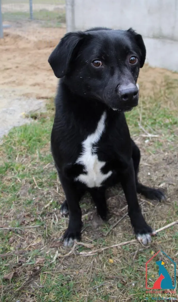 Pies do adopcji, Grudziądz, 9 lutego 2023 (5/5)