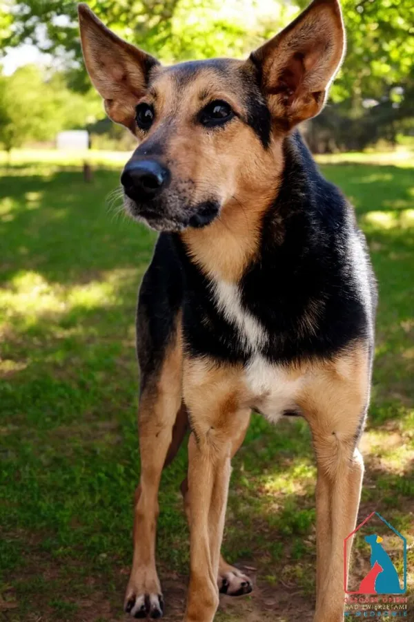 Pies do adopcji, Grudziądz, 8 lipca 2022 (3/5)