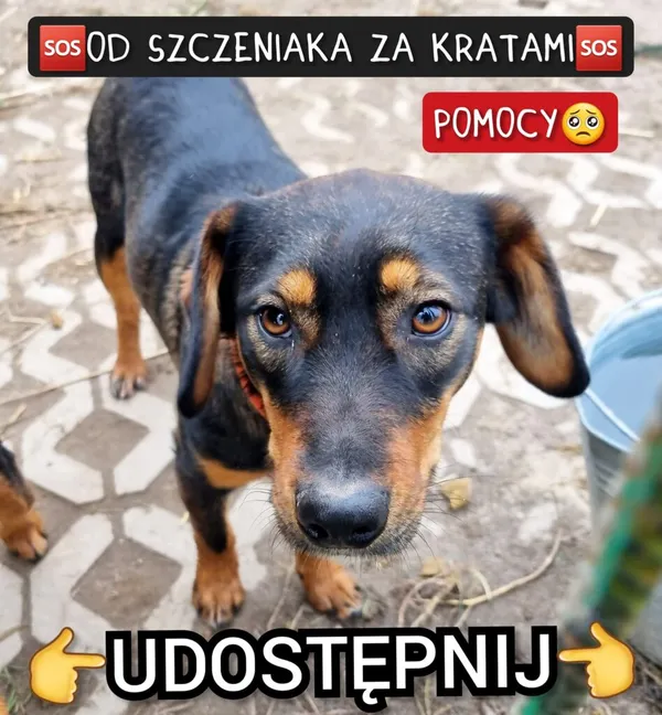 Pies do adopcji, Korabiewice, 26 stycznia 2023 (2/5)