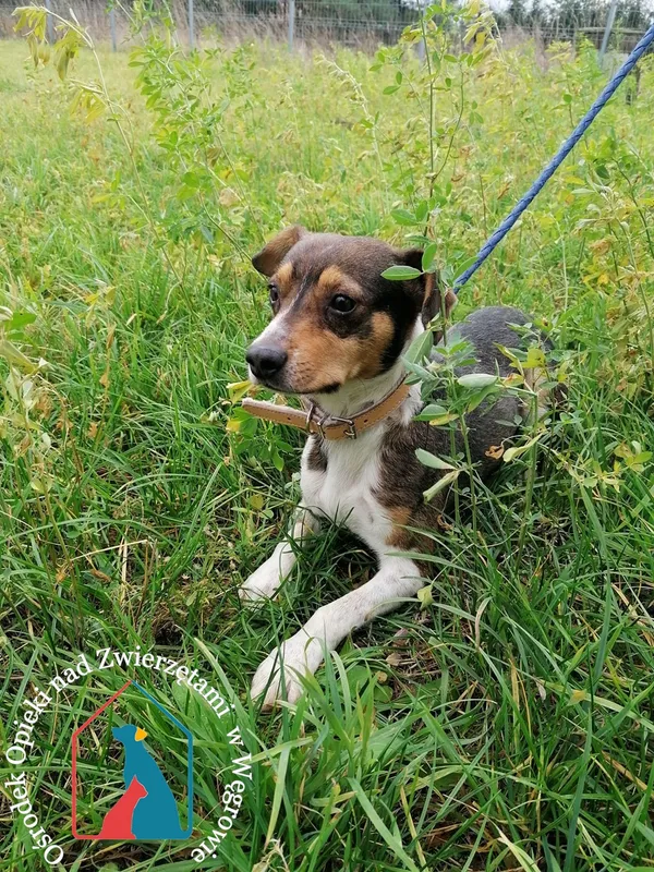 Pies do adopcji, Węgrowo, 9 listopada 2021 (3/5)