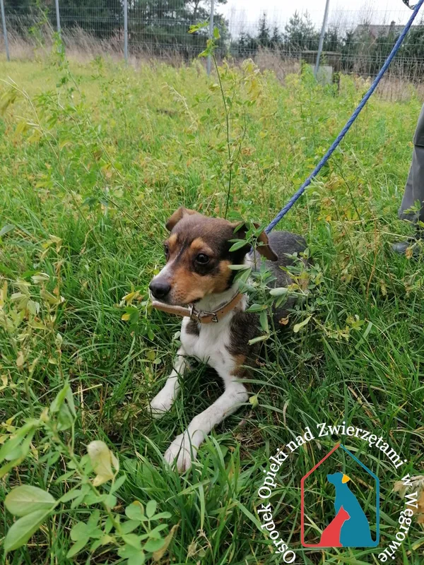 Pies do adopcji, Węgrowo, 9 listopada 2021 (4/5)