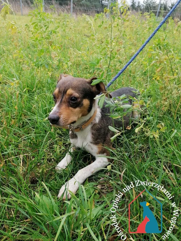 Pies do adopcji, Węgrowo, 9 listopada 2021 (5/5)