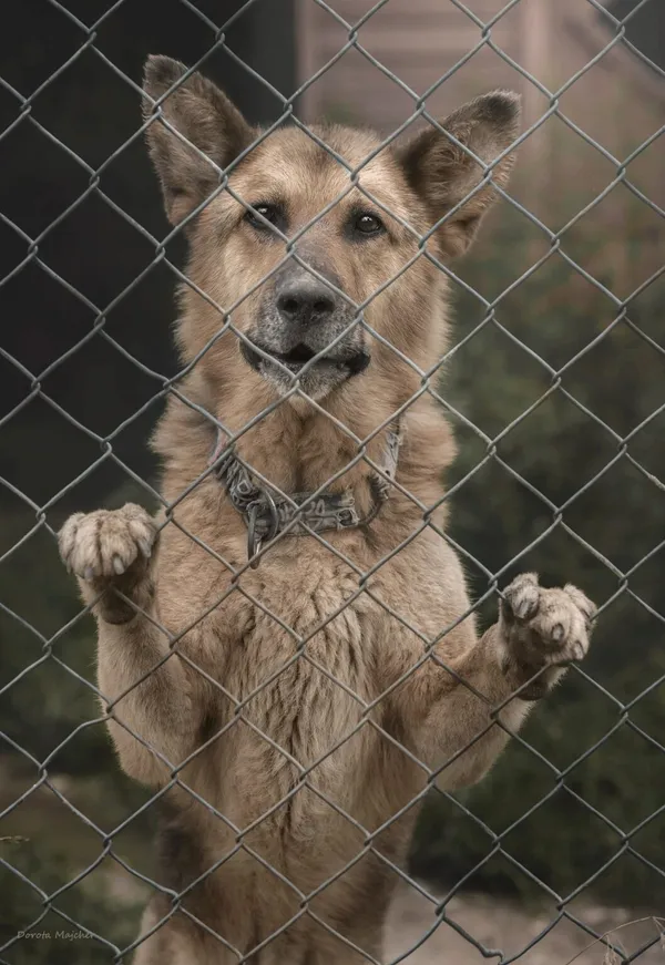 Pies do adopcji, Korabiewice, 26 stycznia 2023