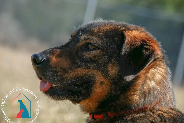 Pies do adopcji, Węgrowo, 30 grudnia 2021 (2/5)
