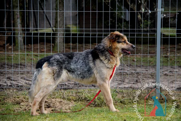 Pies do adopcji, Węgrowo, 24 stycznia 2023 (2/5)