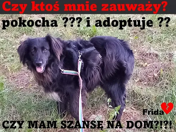 Pies do adopcji, Korabiewice, 1 lutego 2023 (1/3)