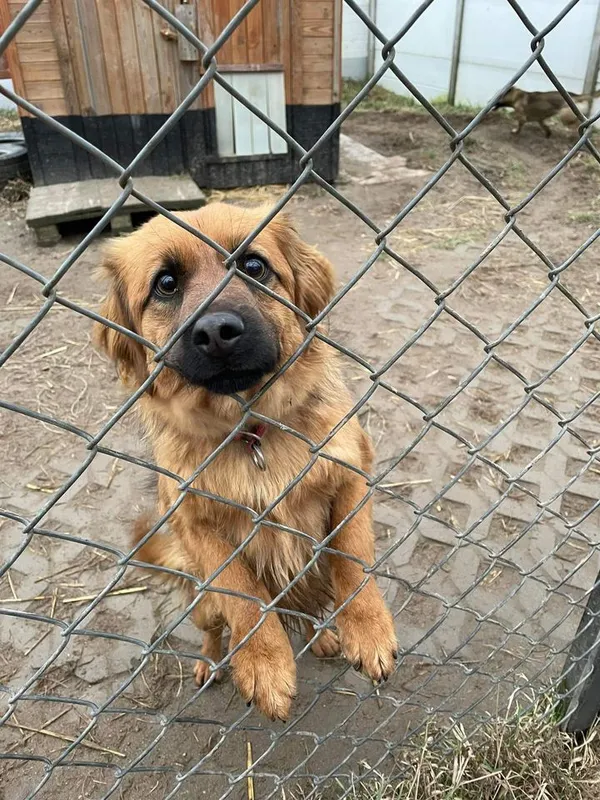 Pies do adopcji, Korabiewice, 15 czerwca 2021 (4/5)