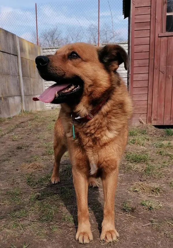 Pies do adopcji, Korabiewice, 13 czerwca 2021 (1/5)