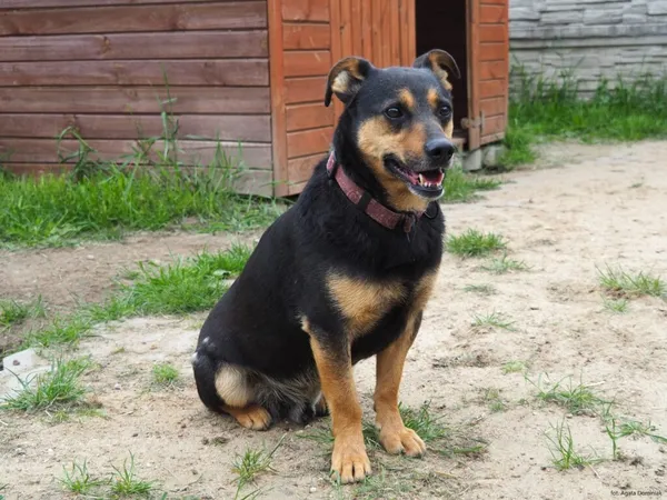 Pies do adopcji, Korabiewice, 12 czerwca 2021 (4/5)