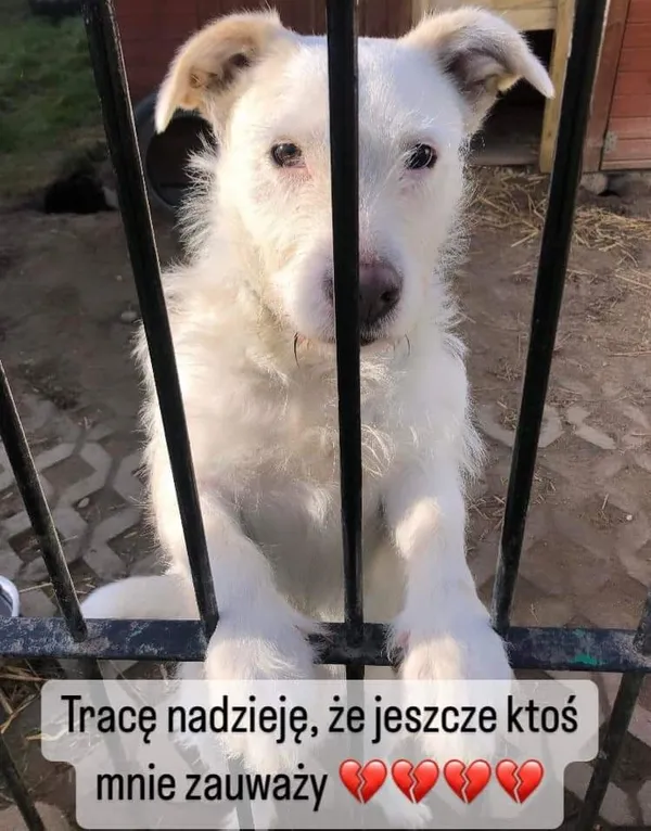 Pies do adopcji, Korabiewice, 1 lutego 2023 (3/4)