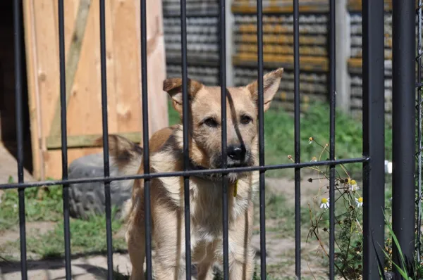 Pies do adopcji, Korabiewice, 13 czerwca 2021 (1/5)