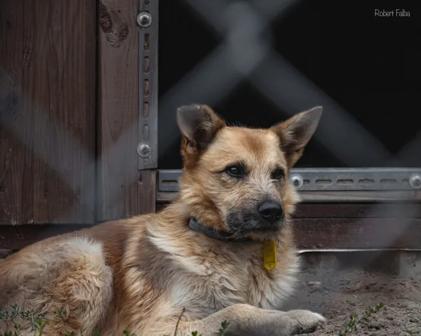 Pies do adopcji, Korabiewice, 13 czerwca 2021 (3/5)