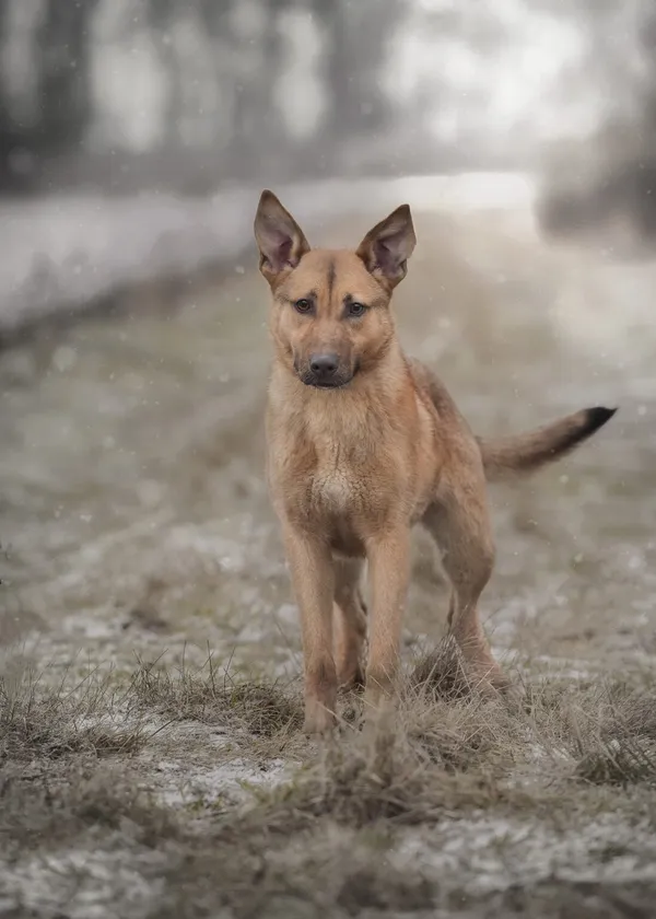 Pies do adopcji, Korabiewice, 30 stycznia 2023 (4/5)