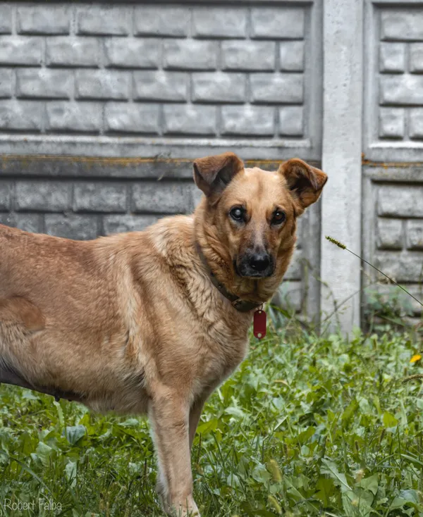 Pies do adopcji, Korabiewice, 13 czerwca 2021 (4/5)