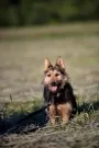 Pies do adopcji, Korabiewice, 12 czerwca 2019 (2/5)