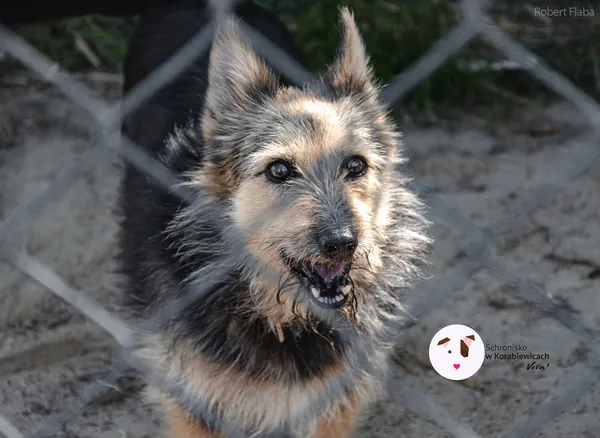 Pies do adopcji, Korabiewice, 12 czerwca 2019 (5/5)