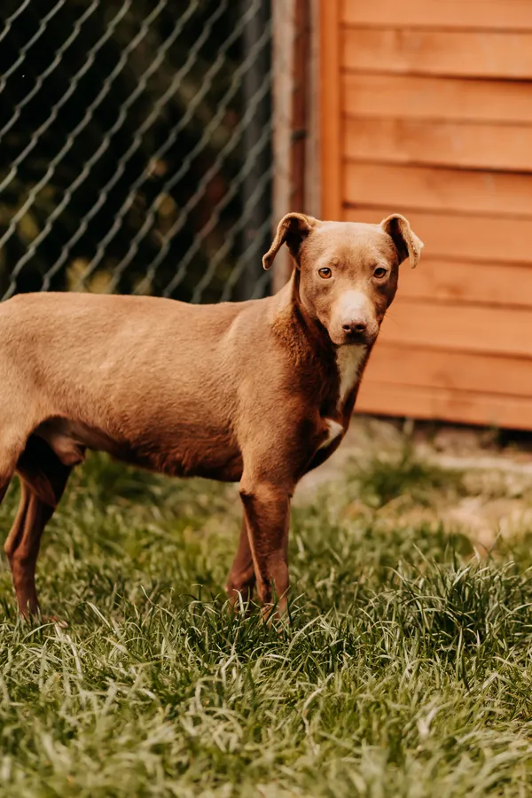 Pies do adopcji, Czartki, 20 kwietnia 2023 (3/5)