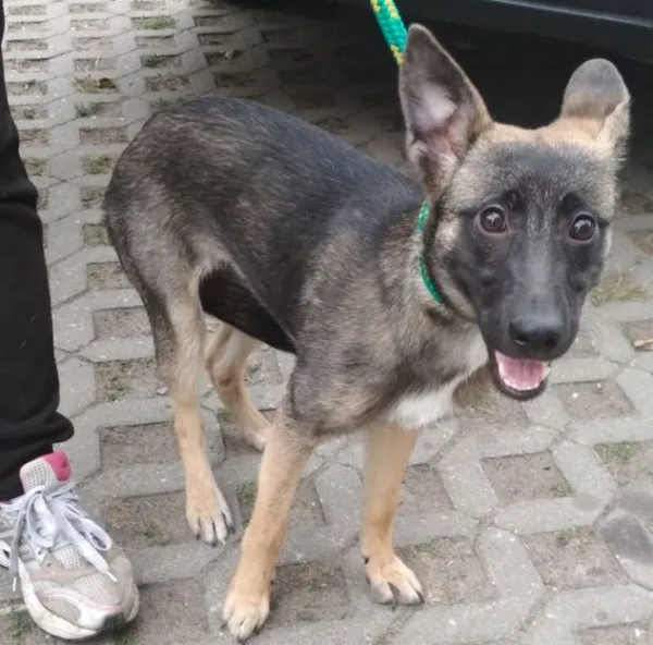 Znaleziono psa, Radom, 20 lipca 2019