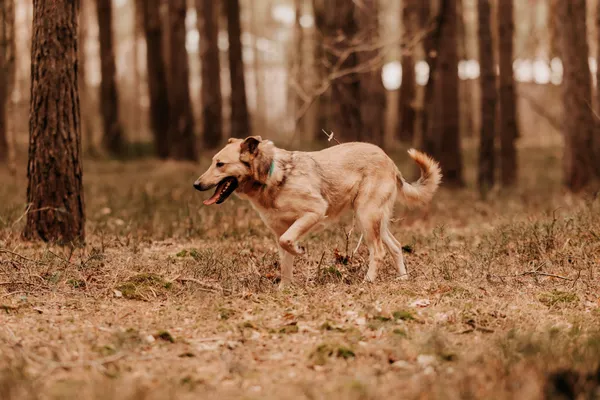 Pies do adopcji, Czartki, 20 kwietnia 2023 (5/5)