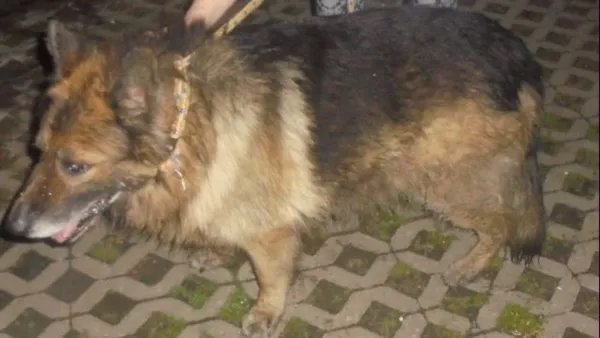 Znaleziono psa, Radom, 2 czerwca 2019