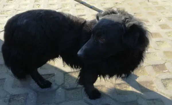 Znaleziono psa, Radom, 3 kwietnia 2019