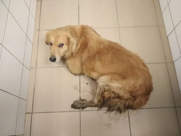 Znaleziono psa, Radom, 4 stycznia 2019