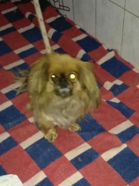 Znaleziono psa, Radom, 5 kwietnia 2019