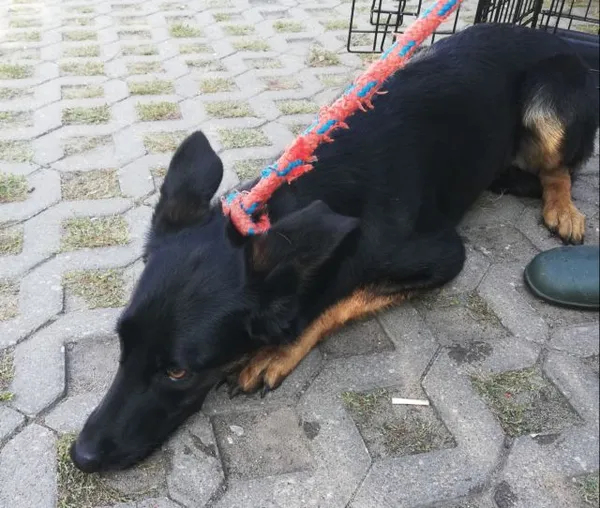 Znaleziono psa, Radom, 31 sierpnia 2019