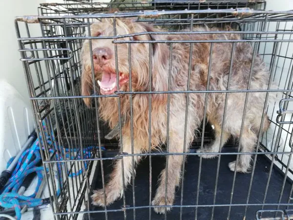Znaleziono psa, Radom, 26 kwietnia 2019