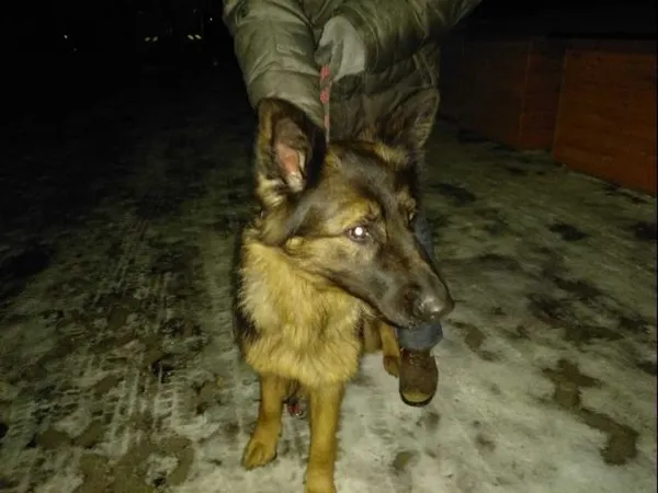Znaleziono psa, Radom, 19 grudnia 2018