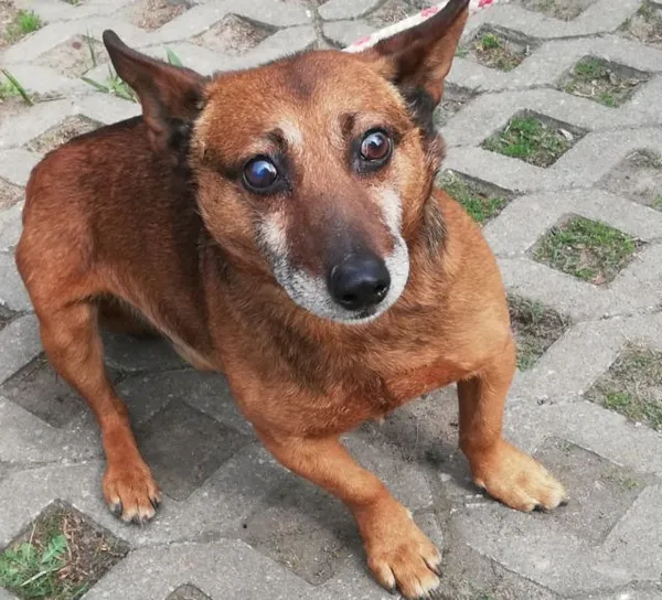 Znaleziono psa, Radom, 10 kwietnia 2019