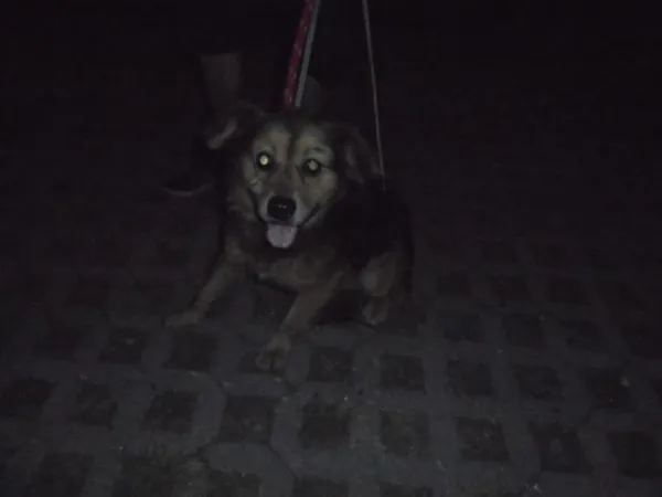 Znaleziono psa, Radom, 9 sierpnia 2018