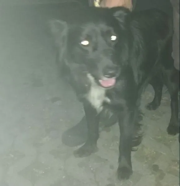 Znaleziono psa, Radom, 27 czerwca 2019