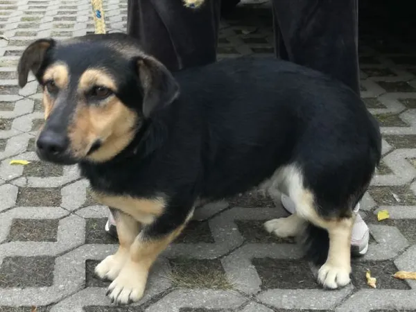 Znaleziono psa, Radom, 28 września 2019