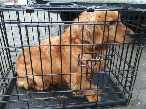 Znaleziono psa, Radom, 28 kwietnia 2019