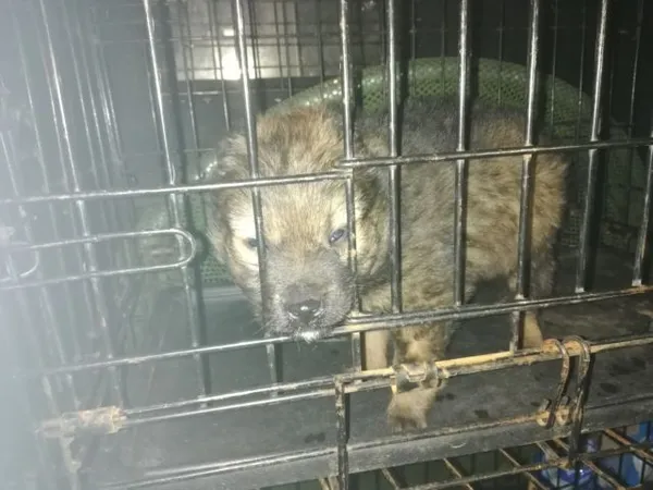 Znaleziono psa, Radom, 22 marca 2019