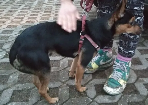 Znaleziono psa, Radom, 11 grudnia 2018