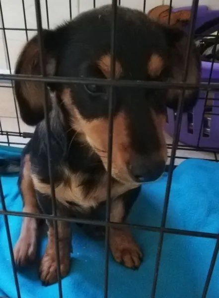 Znaleziono psa, Radom, 31 sierpnia 2019