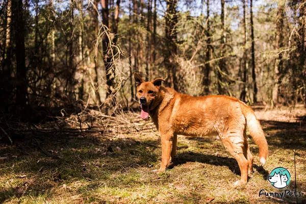 Pies do adopcji, Czartki, 4 stycznia 2021 (4/5)