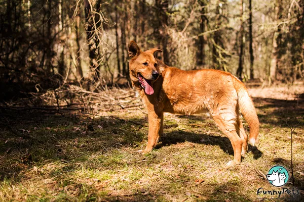 Pies do adopcji, Czartki, 4 stycznia 2021 (5/5)