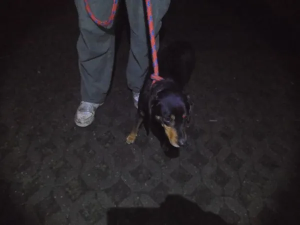 Znaleziono psa, Radom, 31 grudnia 2017