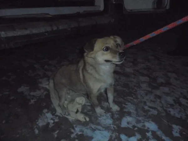 Znaleziono psa, Radom, 1 marca 2018
