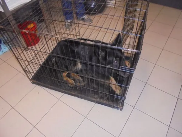 Znaleziono psa, Radom, 6 lutego 2019