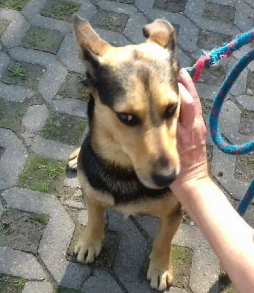 Znaleziono psa, Radom, 1 września 2019