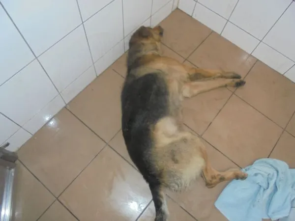 Znaleziono psa, Radom, 22 grudnia 2016