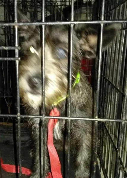 Znaleziono psa, Radom, 13 sierpnia 2019