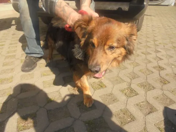 Znaleziono psa, Radom, 22 kwietnia 2018