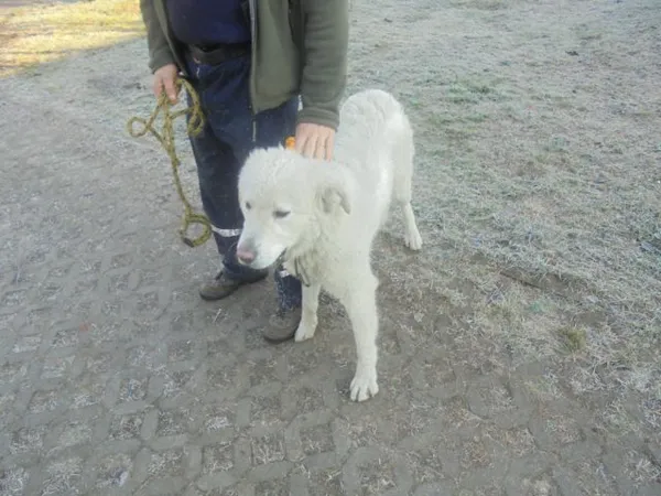 Znaleziono psa, Radom, 17 grudnia 2016