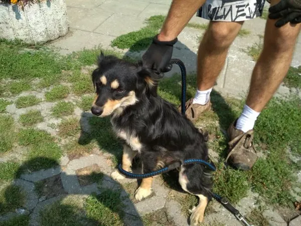 Znaleziono psa, Radom, 19 sierpnia 2018