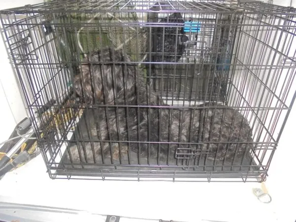 Znaleziono psa, Radom, 25 lutego 2017